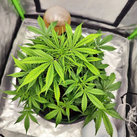 🦍 Gorilla Cookies 🍪 Auto  growlog timeline photo