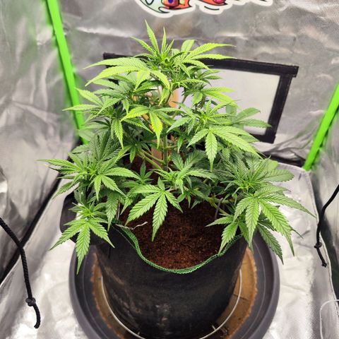 🦍 Gorilla Cookies 🍪 Auto  growlog timeline photo