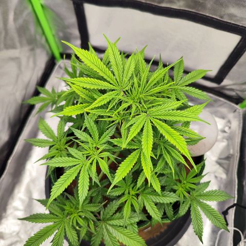 🦍 Gorilla Cookies 🍪 Auto  growlog timeline photo