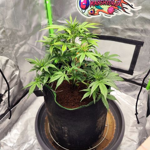 🦍 Gorilla Cookies 🍪 Auto  growlog timeline photo