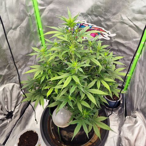 🦍 Gorilla Cookies 🍪 Auto  growlog timeline photo