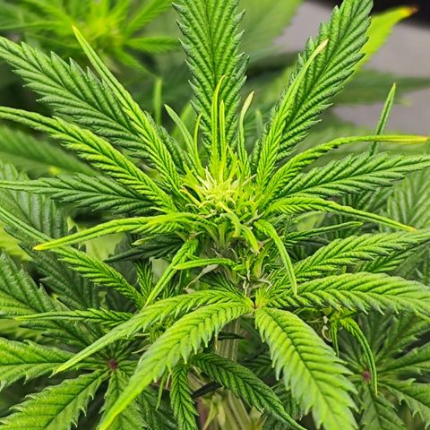 🦍 Gorilla Cookies 🍪 Auto  growlog timeline photo