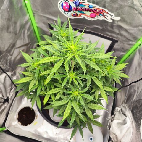 🦍 Gorilla Cookies 🍪 Auto  growlog timeline photo
