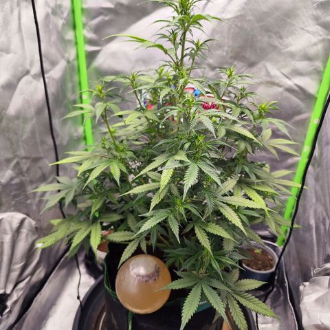 🦍 Gorilla Cookies 🍪 Auto  growlog timeline photo