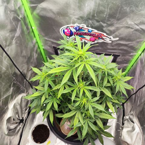 🦍 Gorilla Cookies 🍪 Auto  growlog timeline photo