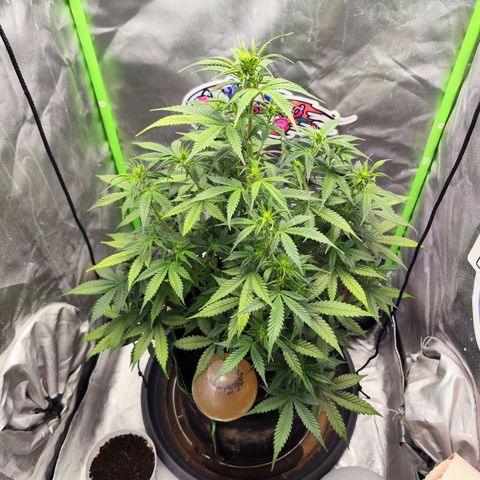 🦍 Gorilla Cookies 🍪 Auto  growlog timeline photo