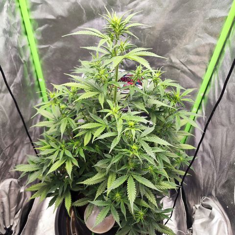 🦍 Gorilla Cookies 🍪 Auto  growlog timeline photo