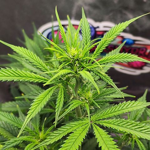 🦍 Gorilla Cookies 🍪 Auto  growlog timeline photo