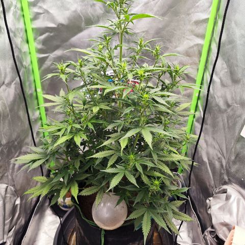 🦍 Gorilla Cookies 🍪 Auto  growlog timeline photo