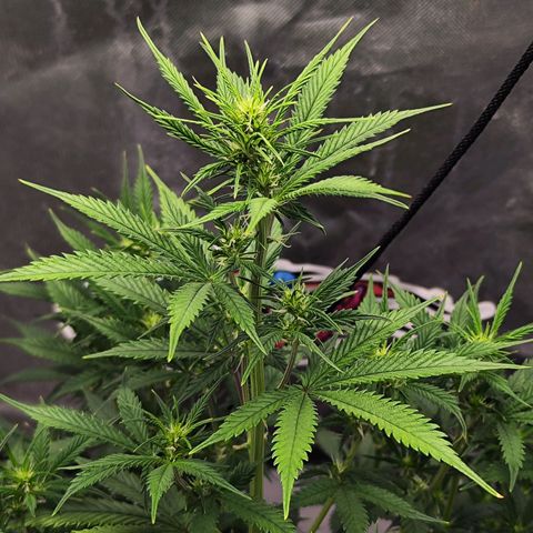 🦍 Gorilla Cookies 🍪 Auto  growlog timeline photo