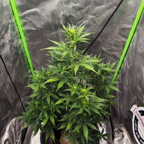 🦍 Gorilla Cookies 🍪 Auto  growlog timeline photo