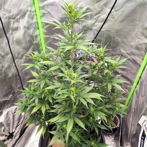 🦍 Gorilla Cookies 🍪 Auto  growlog timeline photo