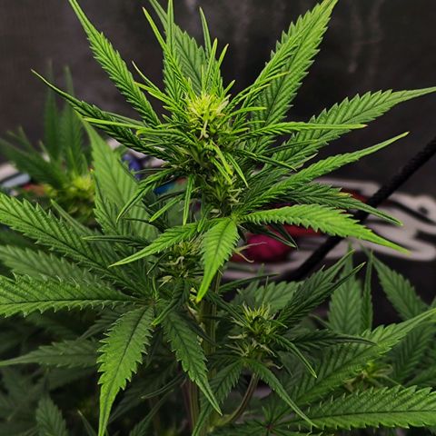🦍 Gorilla Cookies 🍪 Auto  growlog timeline photo