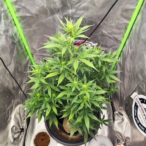 🦍 Gorilla Cookies 🍪 Auto  growlog timeline photo