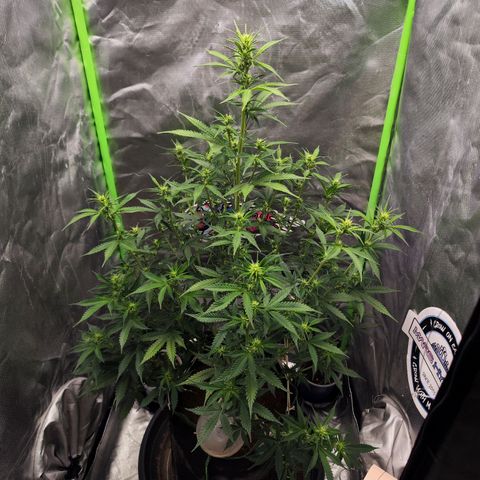 🦍 Gorilla Cookies 🍪 Auto  growlog timeline photo