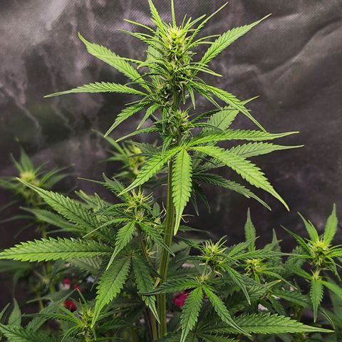 🦍 Gorilla Cookies 🍪 Auto  growlog timeline photo