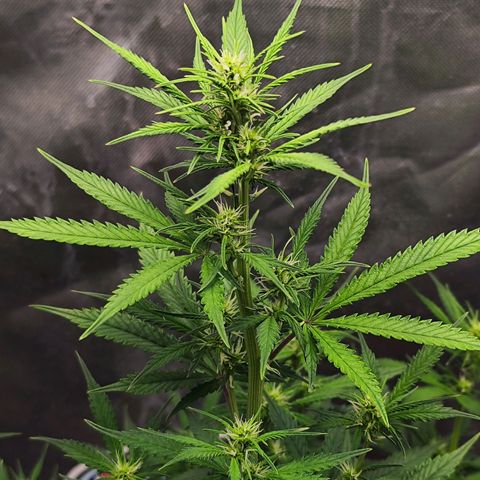 🦍 Gorilla Cookies 🍪 Auto  growlog timeline photo