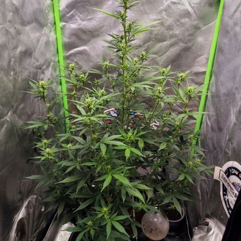 🦍 Gorilla Cookies 🍪 Auto  growlog timeline photo