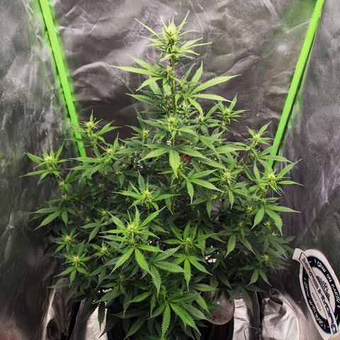 🦍 Gorilla Cookies 🍪 Auto  growlog timeline photo