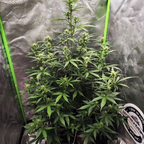 🦍 Gorilla Cookies 🍪 Auto  growlog timeline photo