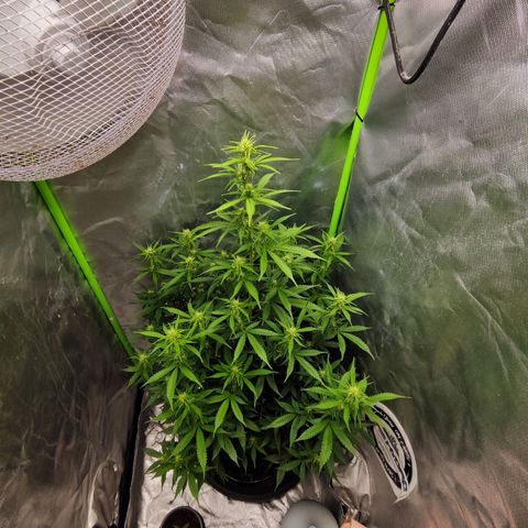 🦍 Gorilla Cookies 🍪 Auto  growlog timeline photo