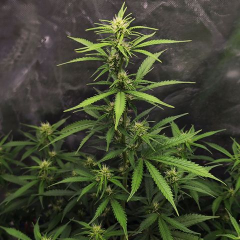 🦍 Gorilla Cookies 🍪 Auto  growlog timeline photo