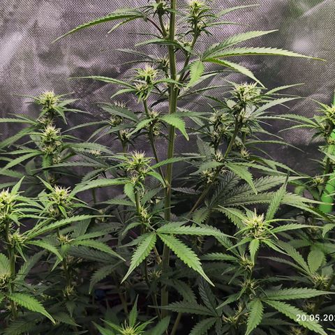 🦍 Gorilla Cookies 🍪 Auto  growlog timeline photo