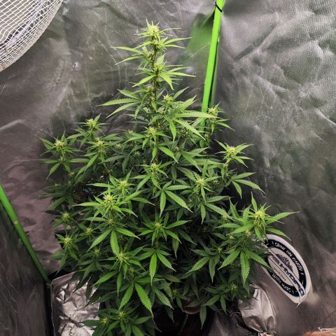 🦍 Gorilla Cookies 🍪 Auto  growlog timeline photo