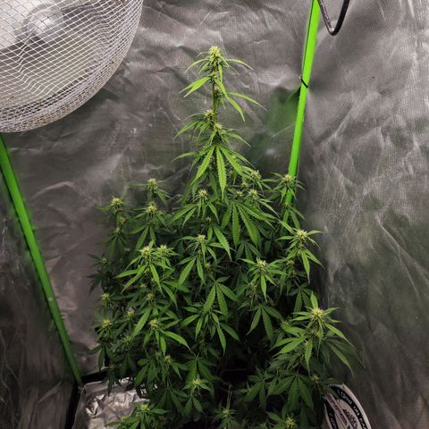 🦍 Gorilla Cookies 🍪 Auto  growlog timeline photo