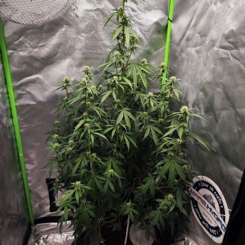 🦍 Gorilla Cookies 🍪 Auto  growlog timeline photo