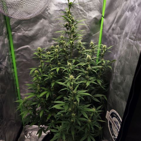 🦍 Gorilla Cookies 🍪 Auto  growlog timeline photo