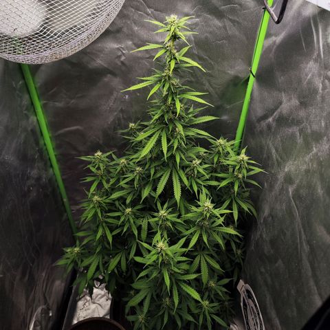 🦍 Gorilla Cookies 🍪 Auto  growlog timeline photo