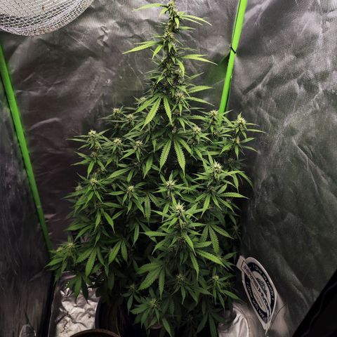 🦍 Gorilla Cookies 🍪 Auto  growlog timeline photo
