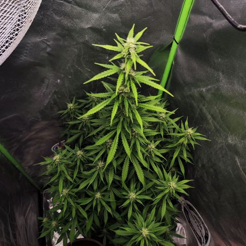 🦍 Gorilla Cookies 🍪 Auto  growlog timeline photo