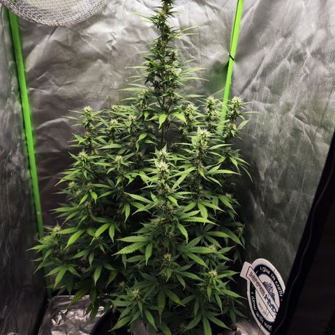 🦍 Gorilla Cookies 🍪 Auto  growlog timeline photo