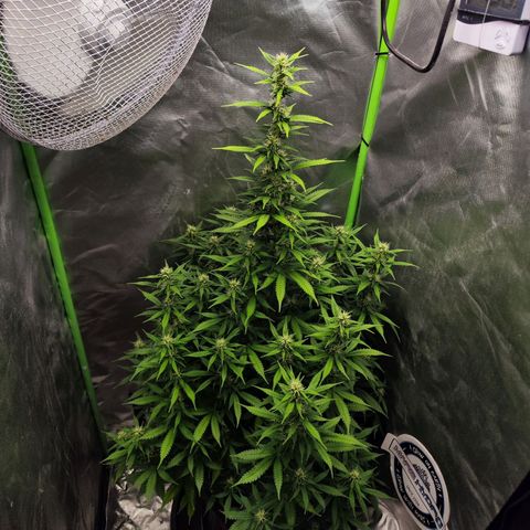 🦍 Gorilla Cookies 🍪 Auto  growlog timeline photo