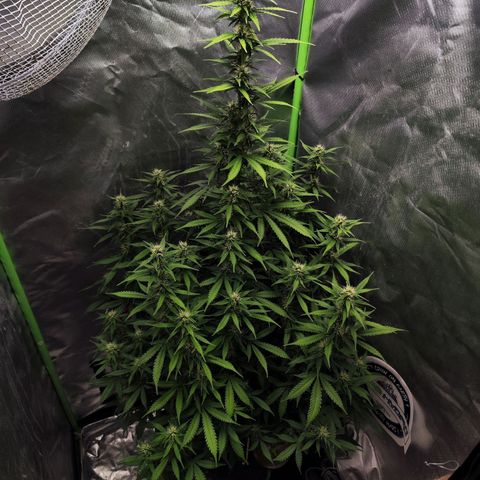 🦍 Gorilla Cookies 🍪 Auto  growlog timeline photo