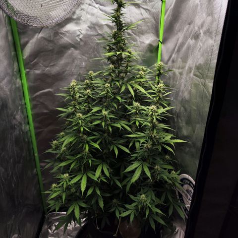 🦍 Gorilla Cookies 🍪 Auto  growlog timeline photo