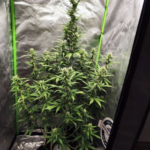 🦍 Gorilla Cookies 🍪 Auto  growlog timeline photo