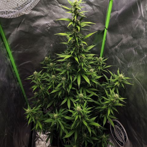 🦍 Gorilla Cookies 🍪 Auto  growlog timeline photo