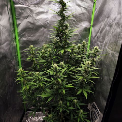 🦍 Gorilla Cookies 🍪 Auto  growlog timeline photo