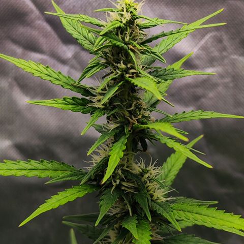 🦍 Gorilla Cookies 🍪 Auto  growlog timeline photo
