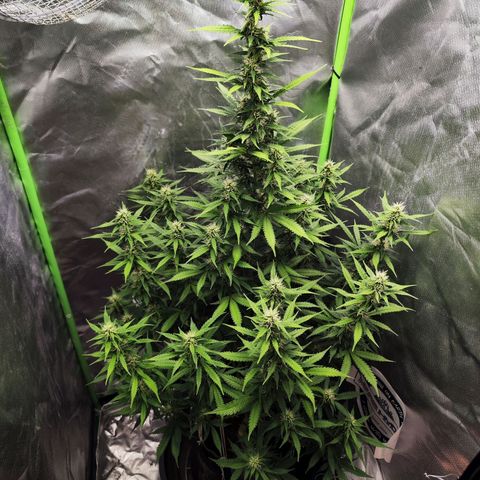 🦍 Gorilla Cookies 🍪 Auto  growlog timeline photo