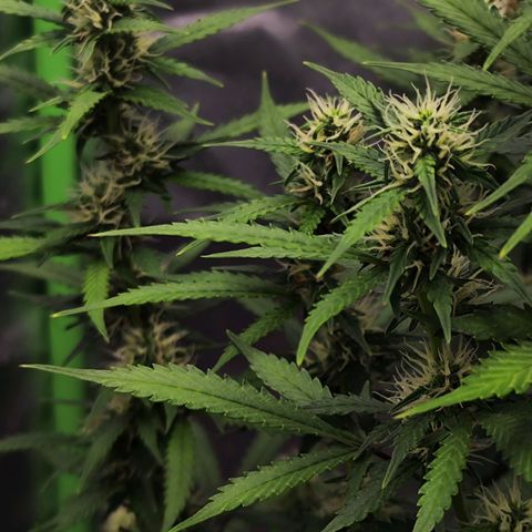 🦍 Gorilla Cookies 🍪 Auto  growlog timeline photo