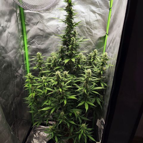 🦍 Gorilla Cookies 🍪 Auto  growlog timeline photo