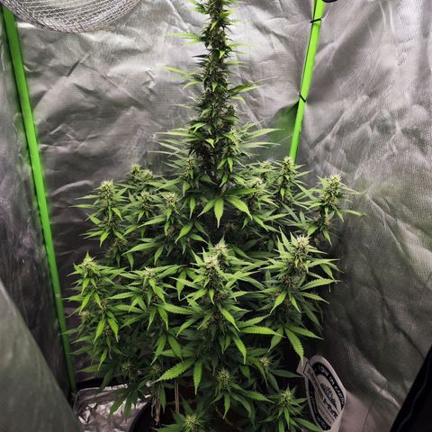 🦍 Gorilla Cookies 🍪 Auto  growlog timeline photo