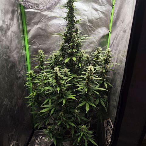🦍 Gorilla Cookies 🍪 Auto  growlog timeline photo