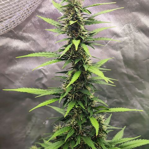 🦍 Gorilla Cookies 🍪 Auto  growlog timeline photo