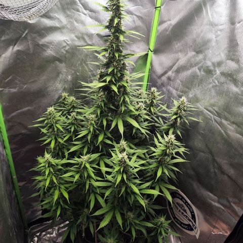 🦍 Gorilla Cookies 🍪 Auto  growlog timeline photo