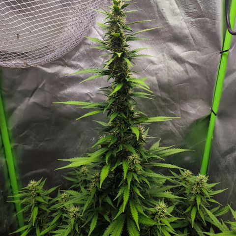🦍 Gorilla Cookies 🍪 Auto  growlog timeline photo